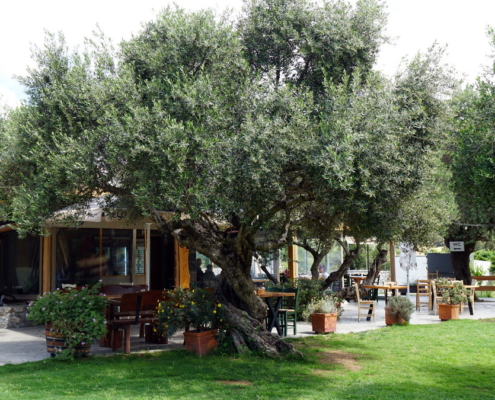 Cafébereich von Cretan Aroma