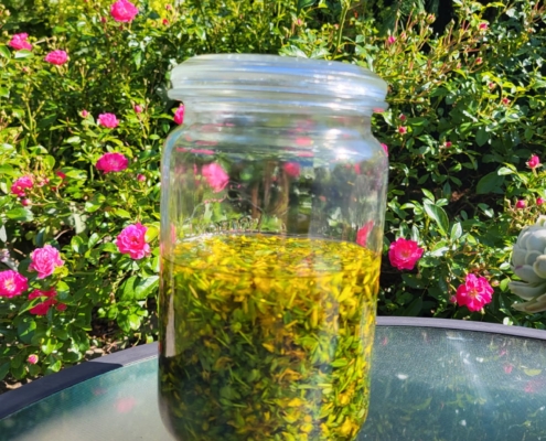 Ein Glas Johanniskraut in der Sonne gereift. Wenn es fertig ist, haben wir Johanniskrautöl.